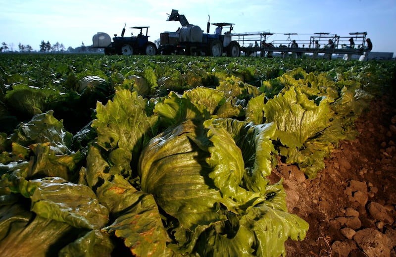 Lettuce are seen on a field at Taylor Farms in the Mexican town of Doctor Mora in March 26, 2008. (Guillermo Arias / AP Photo)