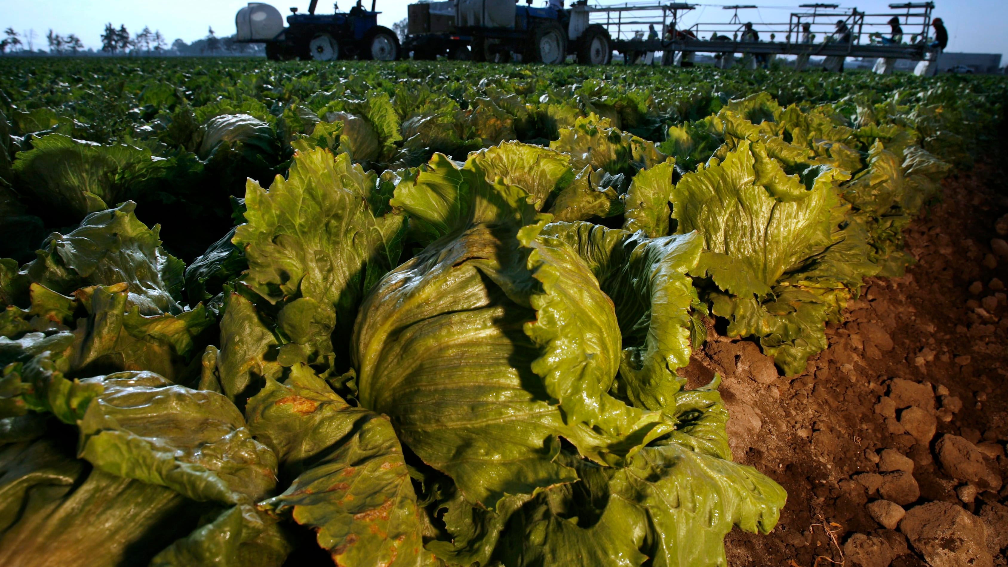 Lettuce are seen on a field at Taylor Farms in the Mexican town of Doctor Mora in March 26, 2008. (Guillermo Arias / AP Photo)