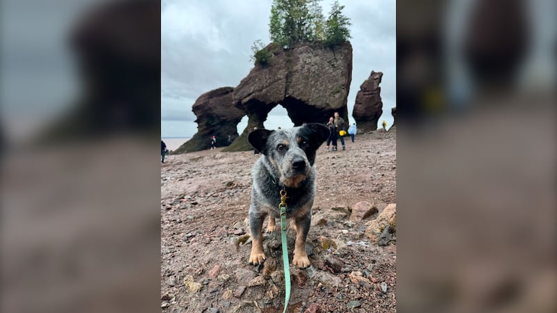 A dog is pictured on a rocky beach.