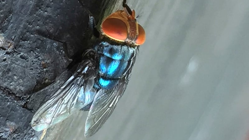 Screwworm fly detected in Texas decades after cattle threat was largely eradicated in U.S.