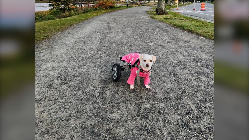 A 10-year-old Chihuahua mix named Smidgen is pictured in a custom wheelchair. (Courtesy: Lisa Lavoie)