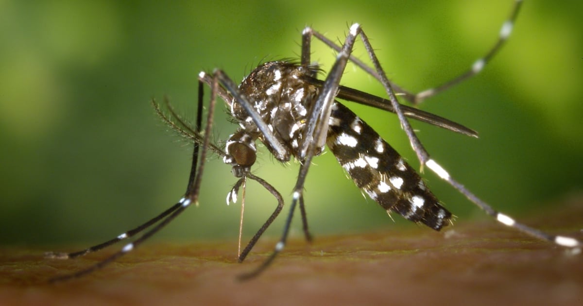 Tiger mosquito detected in Niagara Region