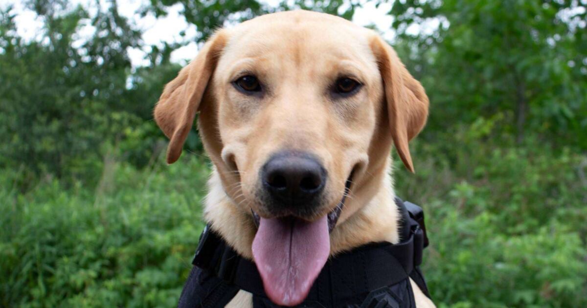 A two-year-old Labrador Retriever is sniffing out invasive species in Peel ...