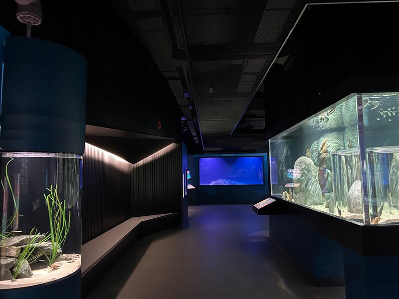 The Beaty Centre for Marine Biodiversity opens its doors to the public Saturday in Halifax. (CTV Atlantic/ Emma Convey)