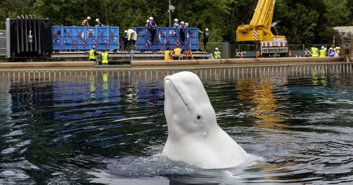 Another six whales being moved out of Marineland, headed to U.S. aquariums