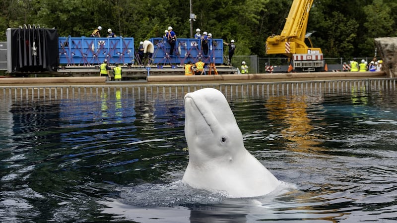 Another six whales being moved out of Marineland, headed to U.S. aquariums