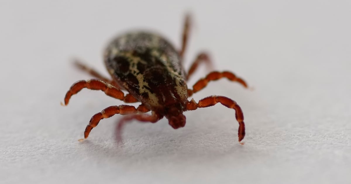 Climate Change Fuels Rapid Tick Spread: Researcher Finds 13 in One Hour