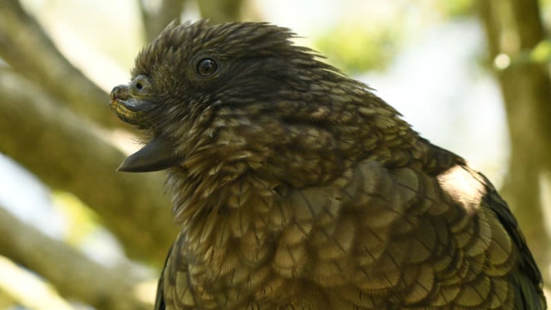 This kea parrot named Bruce has thrived despite missing his entire upper beak. (University of Canterbury)