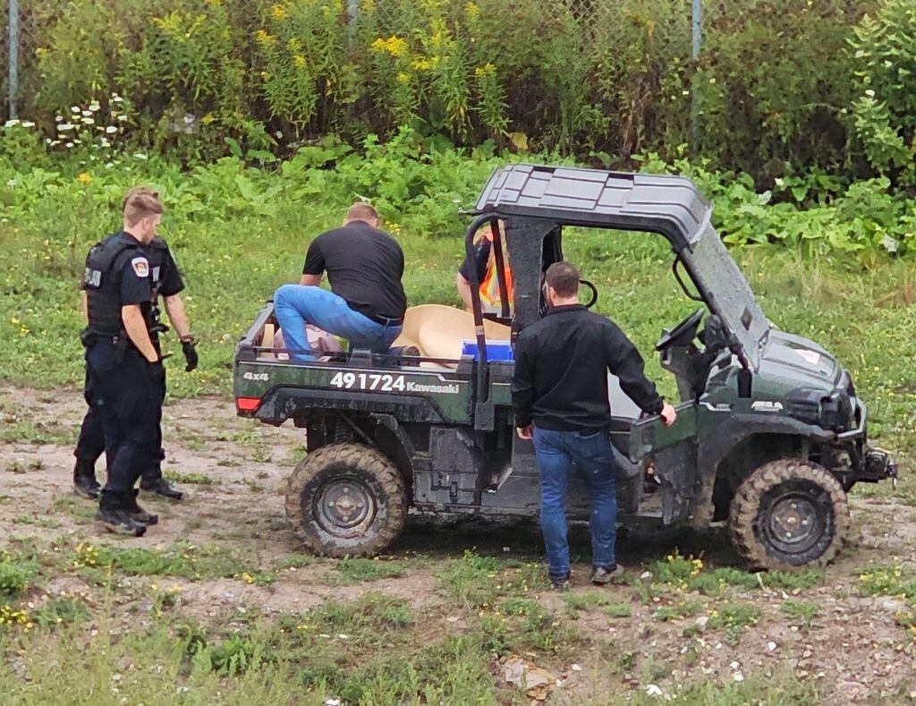 Bald eagle covered in ‘goo’ rescued from Brantford, Ont. garbage dump