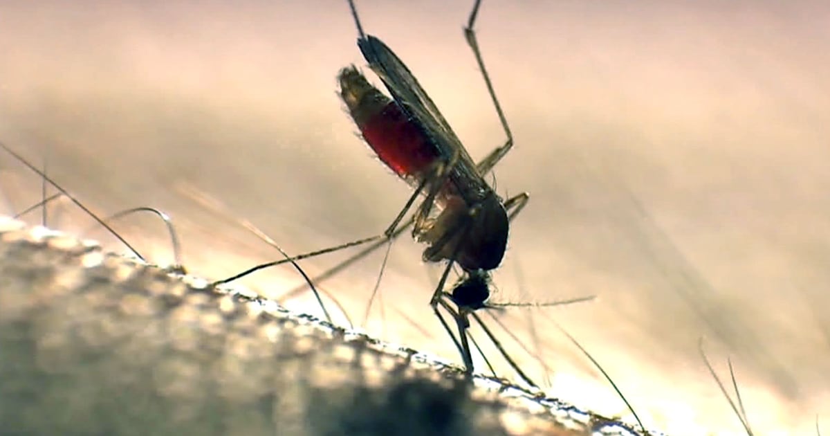 Mosquito season extended