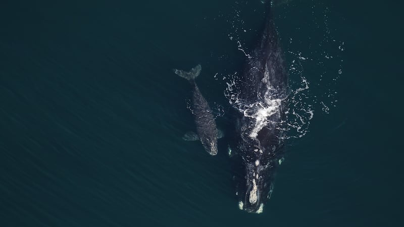 A North Atlantic right whale named Magic and her 2026 calf swimming east of Florida. (Courtesy of the New England Aquarium)