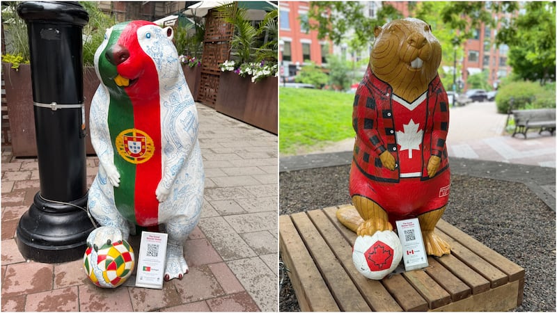 FIFA World Cup inspired beavers takeover downtown Toronto neighbourhood
