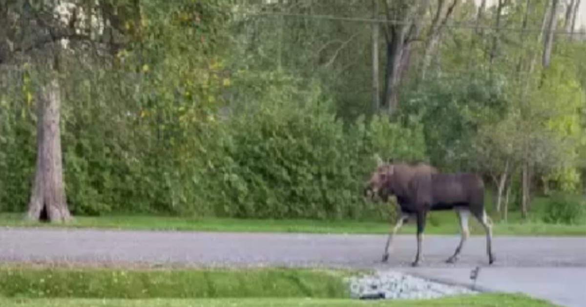 Think you saw a moose? 2 spotted roaming around in this Simcoe County community