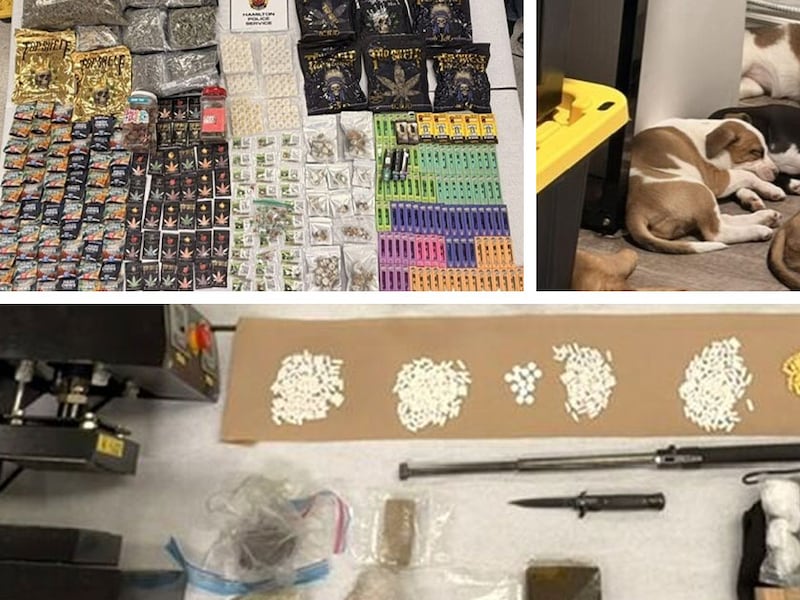 Police seize drugs, weapons and puppies in Hamilton raid