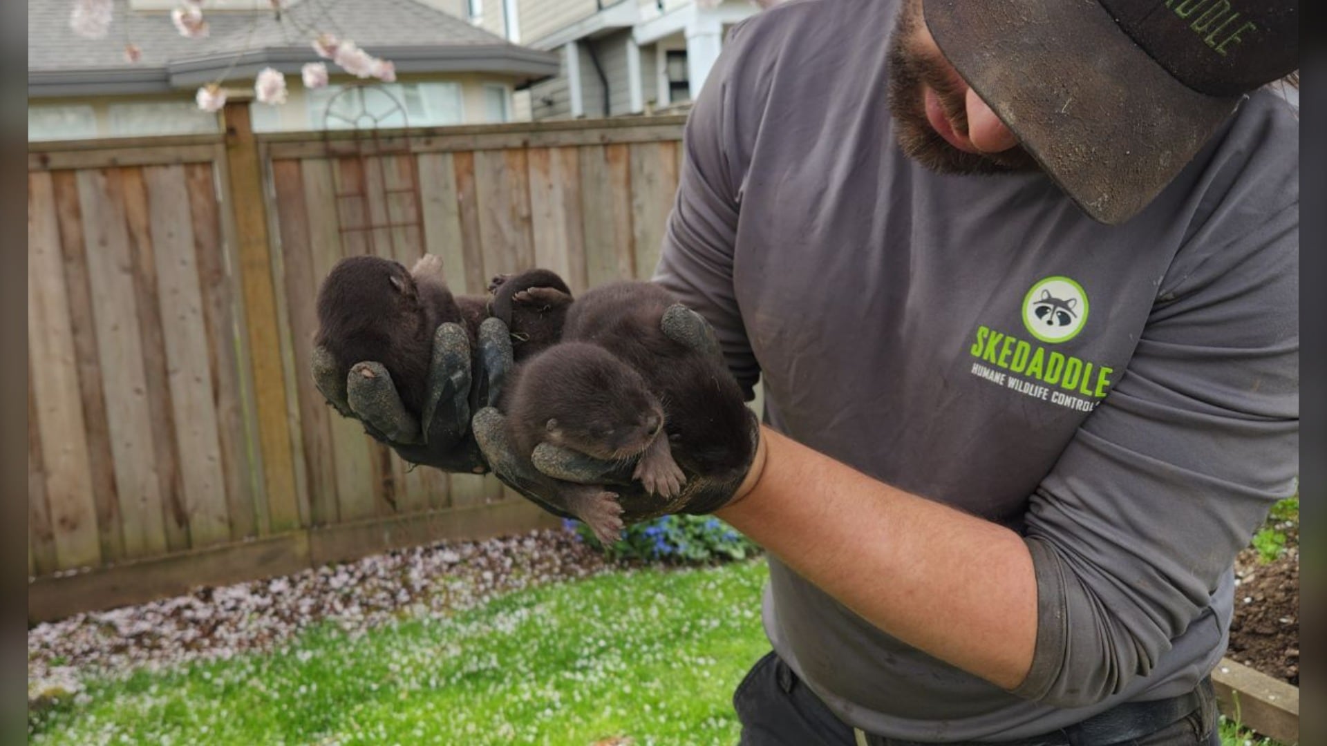 Baby otter removal