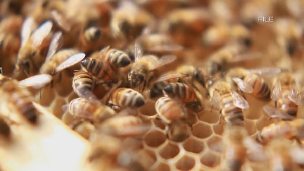 Manitoba wildfire smoke putting honeybee hives under stress