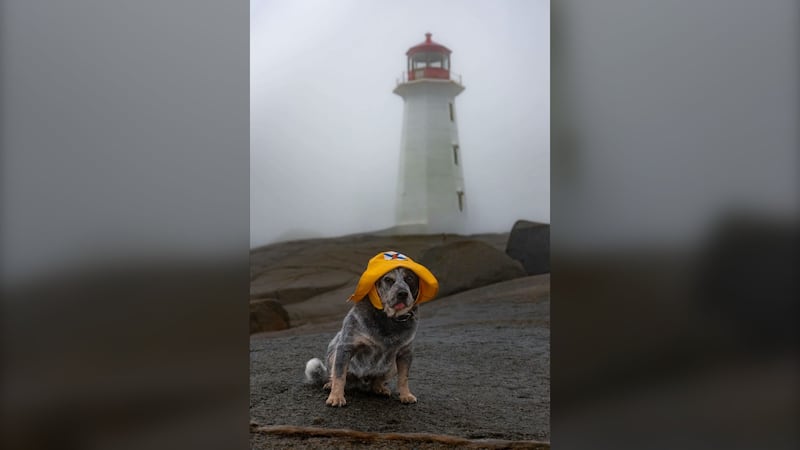 A dog wears a fisherman's hat.