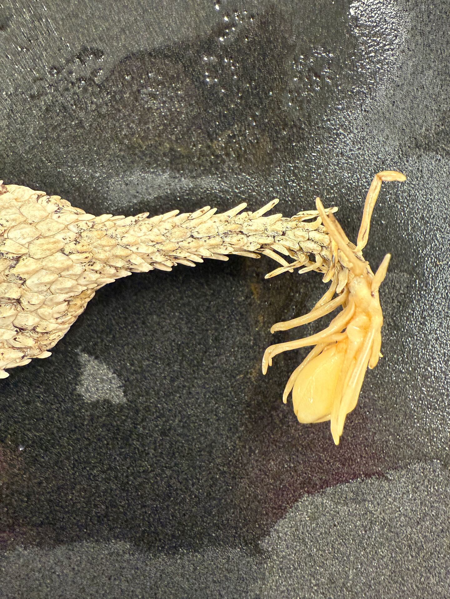 Spider-tailed horned viper: How the snake lures its prey