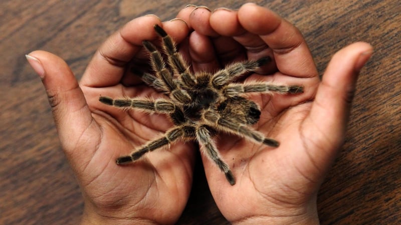 This train driver’s spidey-sense was tingling after discovering a box full of tarantulas
