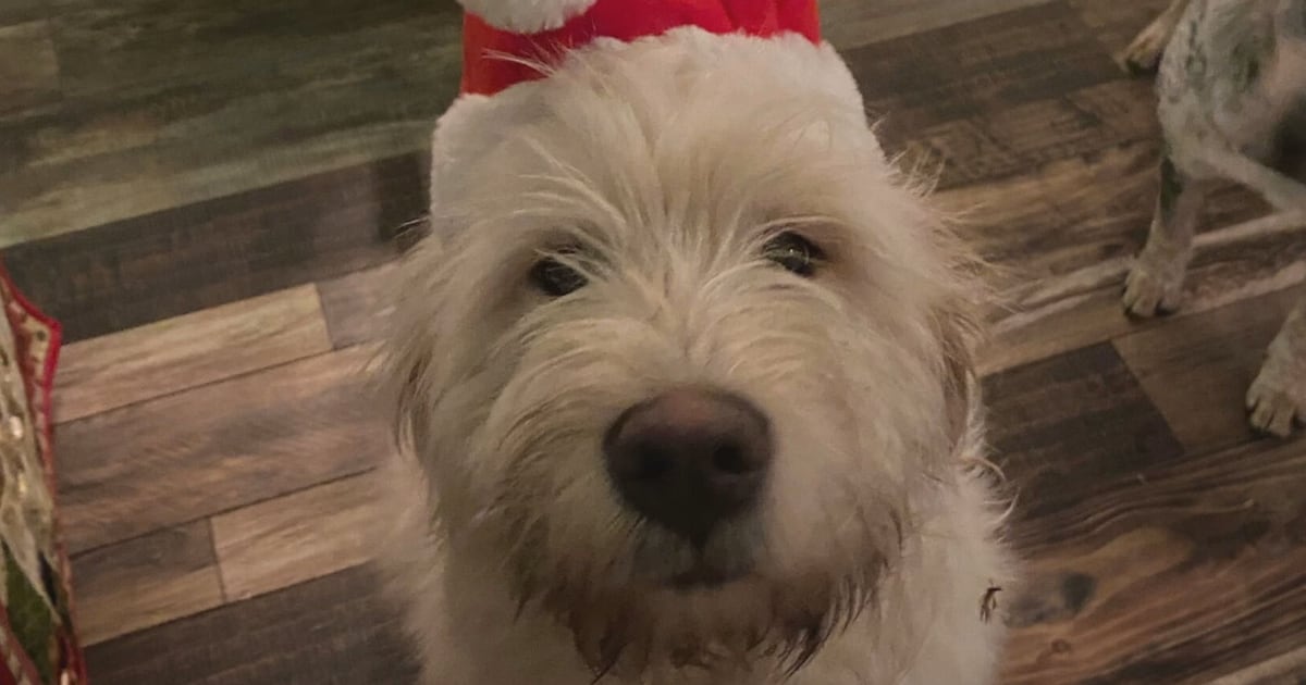 B.C. Family Calls for Change After Dog Killed in Legally Set Snare Trap