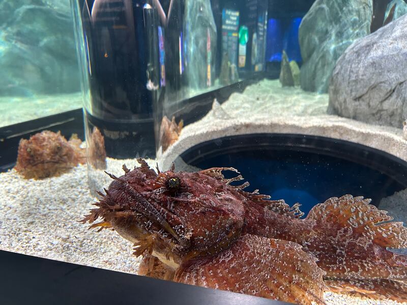 The Beaty Centre for Marine Biodiversity opens its doors to the public Saturday in Halifax. (CTV Atlantic/ Emma Convey)