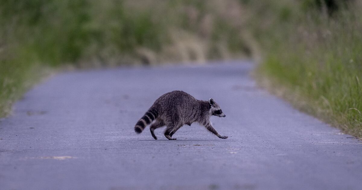 Widespread power outage in Gatineau caused by racoon entering substation: ...
