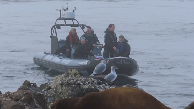 Rescuers approach the injured sea lion by boat as they prepare for the challenging disentanglement operation.