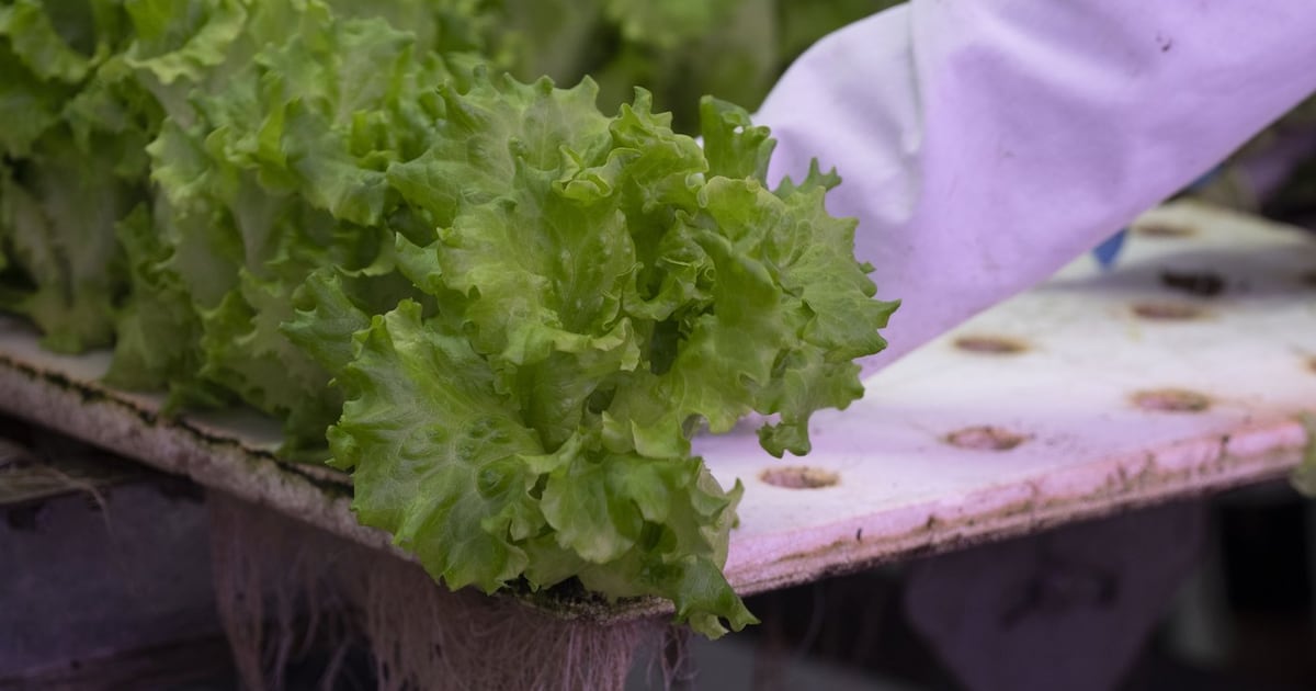 Opposition, unions fear federal cuts could undermine food security