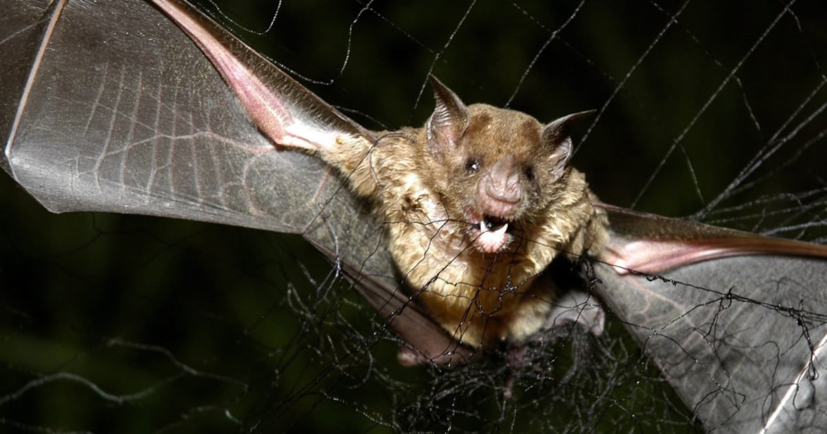 Rabies confirmed in bats: Hamilton Public Health