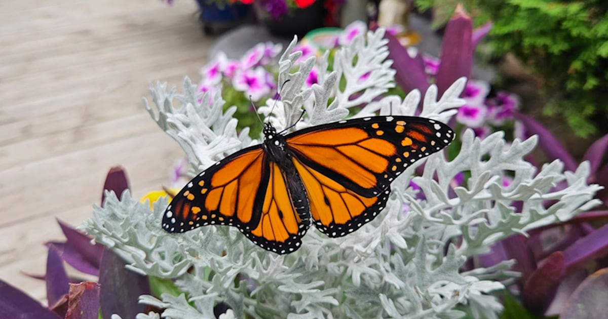 Endangered Species Monarch Butterflies Booming In Prairies endangered-species-monarch-butterflies-booming-in-prairies