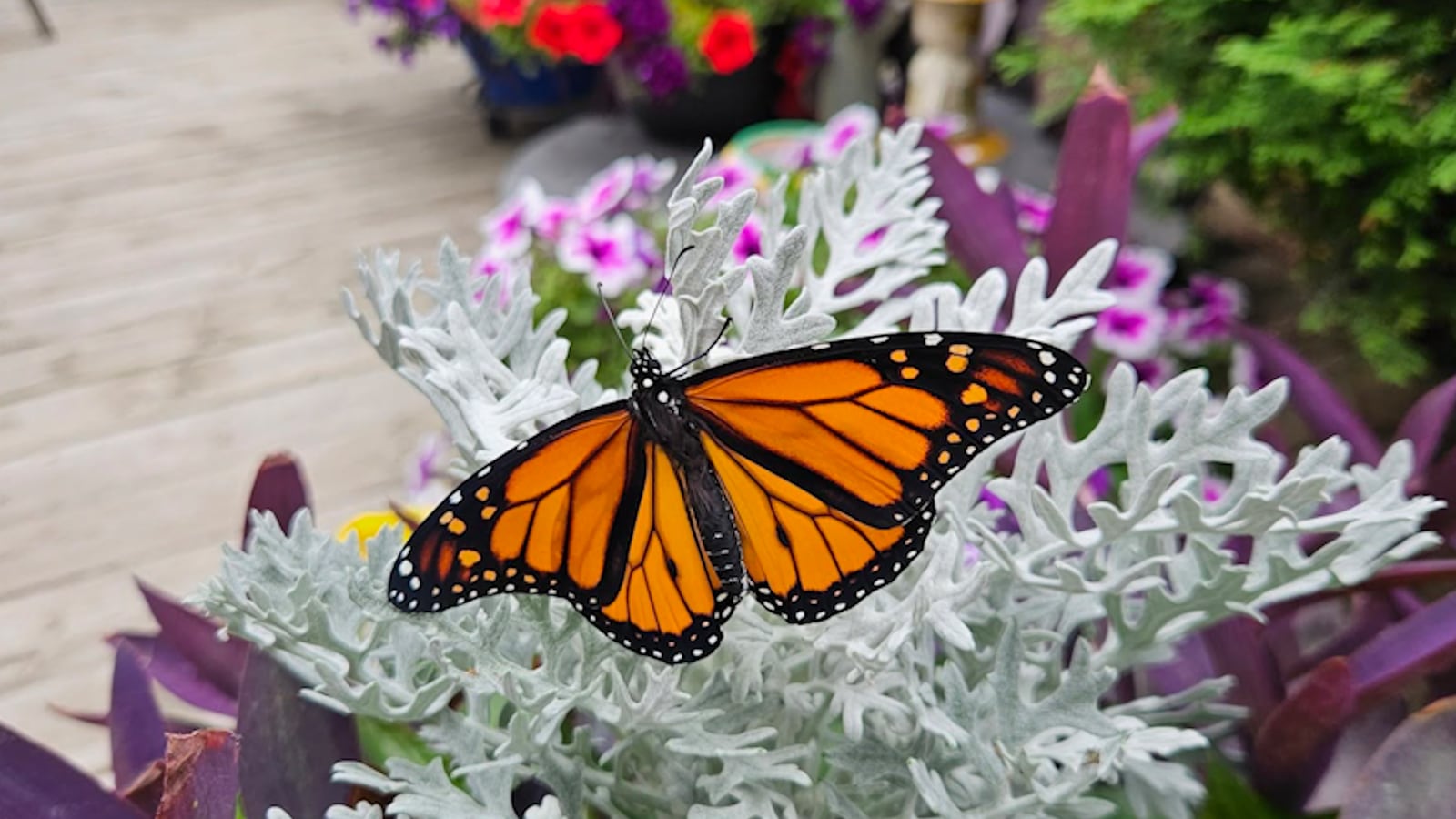 Endangered Species Monarch Butterflies Booming In Prairies endangered-species-monarch-butterflies-booming-in-prairies