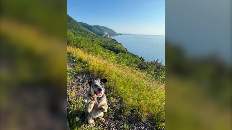 A dog poses for a photo on a trail.