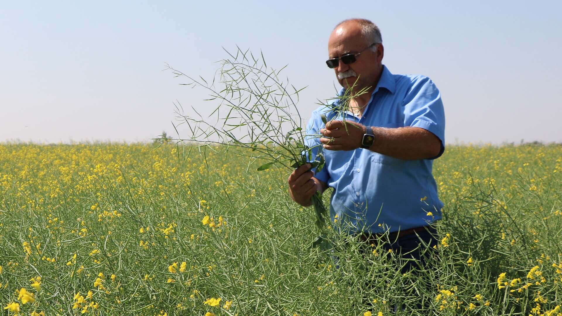 Farmer Bill Prybylski stands in a canola field on his farm near Yorkton, Sask., in this 2023 handout photo. THE CANADIAN PRESS/Handout - Agricultural Producers Association of Saskatchewan (Mandatory Credit)