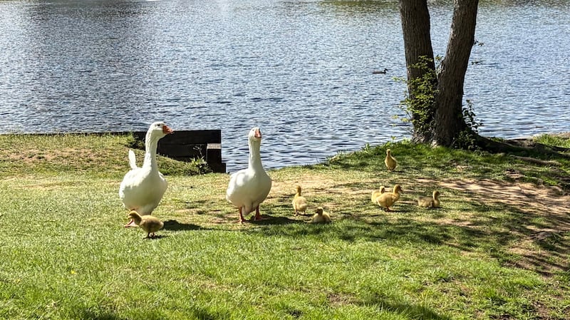 The Sullivan's Pond geese have given birth to seven babies this year. (Paul Dewitt/CTV News Atlantic)