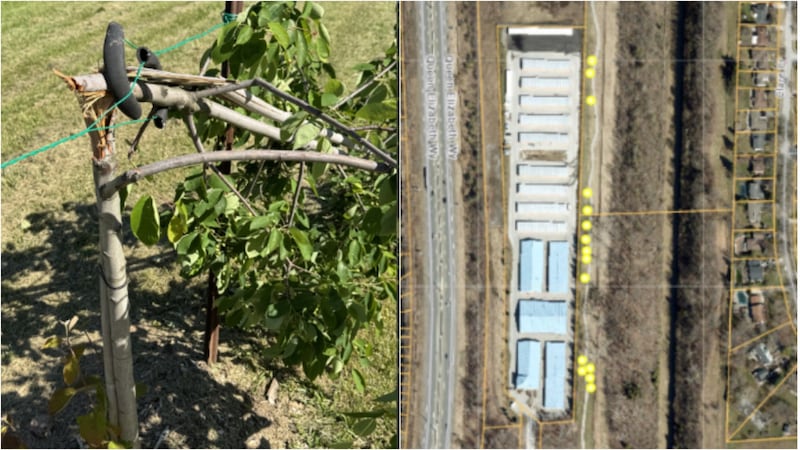‘Senseless act’: 32 trees intentionally damaged in Niagara Falls