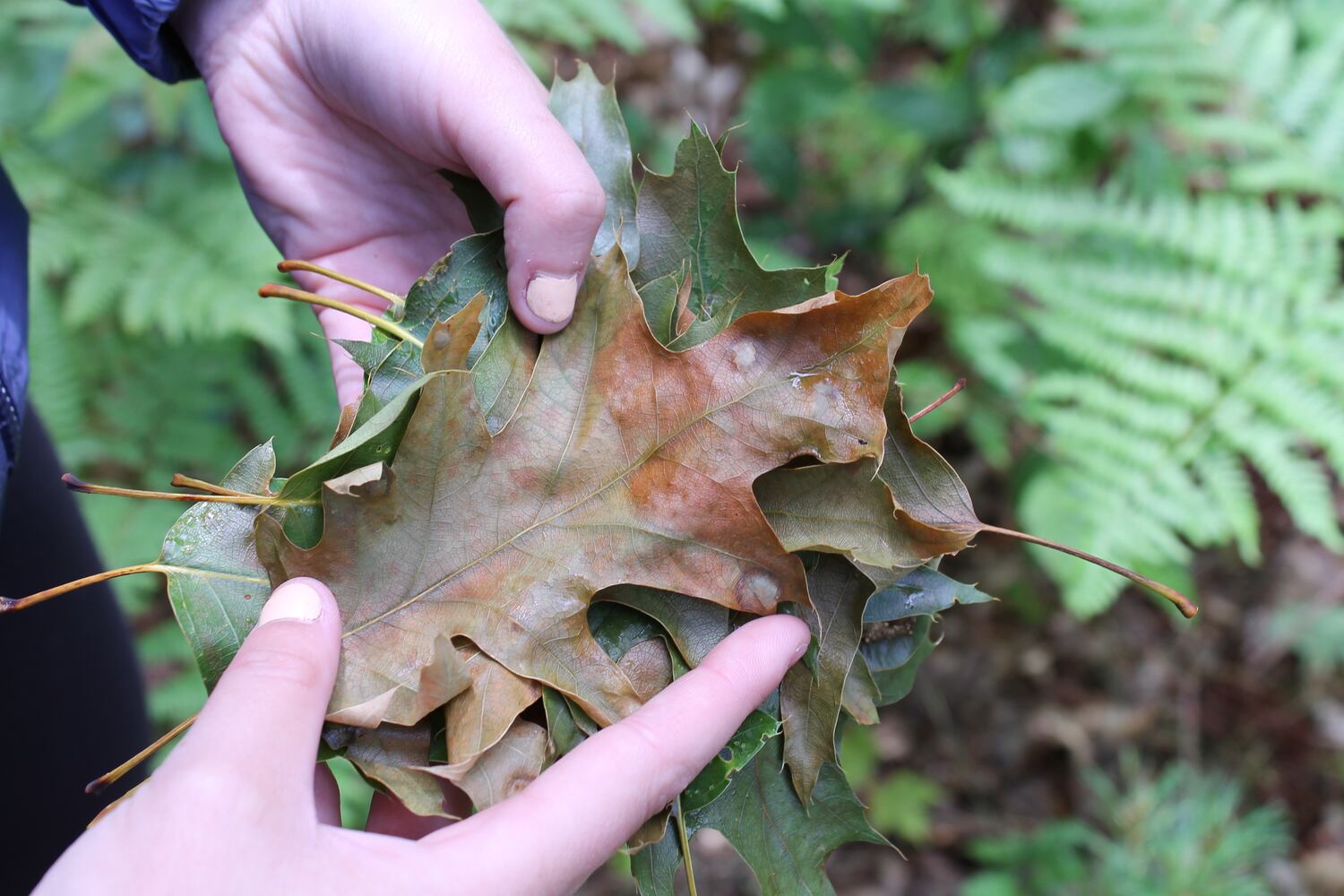 Ontario hit hardest by invasive species in Canada. Here's what experts ...