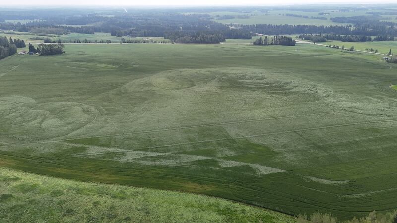 Swirl marks were left in a crop near Rocky Mountain House, Alta., by one of two tornadoes on July 18, 2026. (Source: Northern Tornadoes Project)