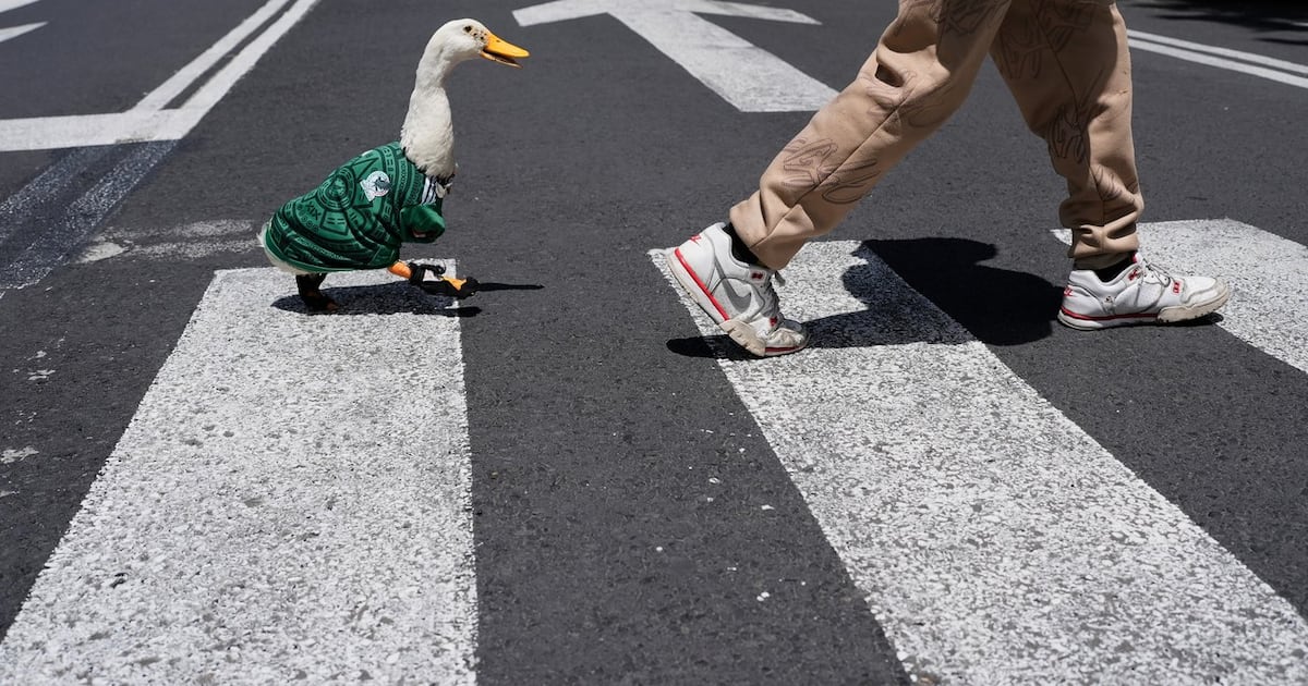 Meet Merlin the duck, a Mexican streetside regular turned World Cup mascot