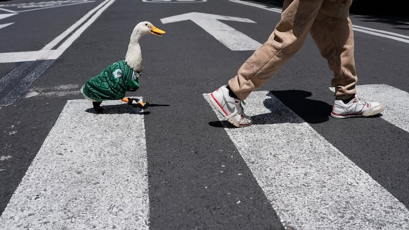 Meet Merlin the duck, a Mexico City streetside regular turned World Cup mascot