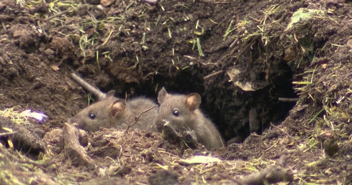 Canada Rats Toronto retains title of ‘rattiest city in Canada’ – CP24